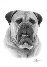 Dog BULLMASTIFF Pencil Drawing
