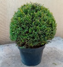 Taxus baccata (English yew) evergreen topiary ball 30cm diameter