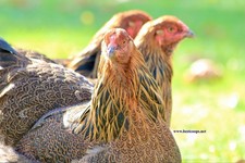 6+ Partridge Brahma Fertile