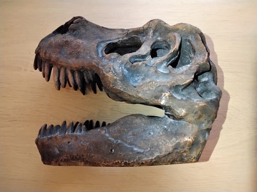 Rex dinosaur skull replica - t-rex,