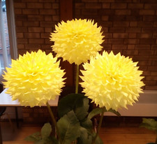 Dahlia Tubers. Mary Margaret Rowe, Medium Dec. Pot tuber