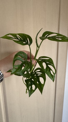 Monstera adansonii swiss - monstera,