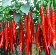 35+ Hot Pepper  Chilli Cayenne Seeds ?. NON GMO