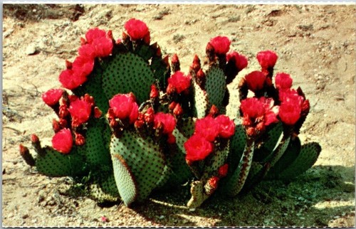 Beaver tail prickly pear - beaver,