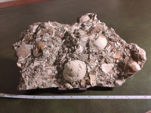 Fossil block eocene - block,,