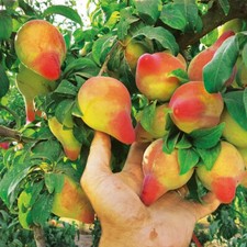 extra -rare  - SHARKYS PLUM-