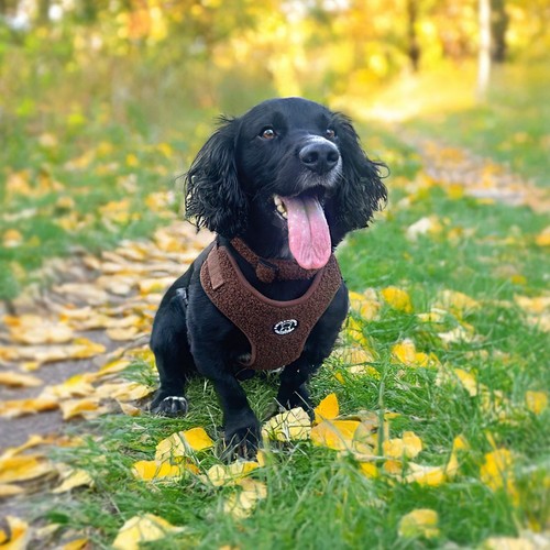 Hugglepets dog harness soft - harness,