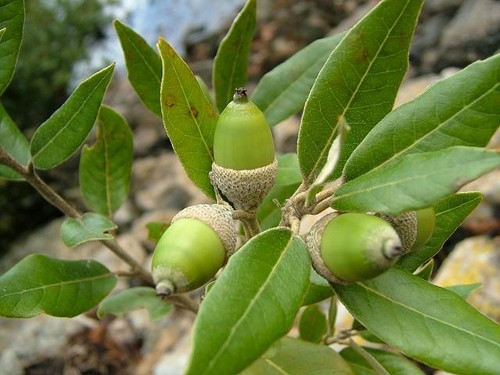 Evergreen oak tree quercus - evergreen,
