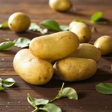 Seed Potato International