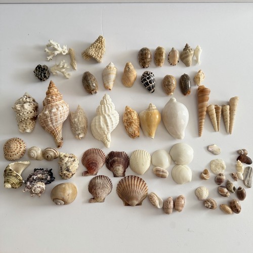 Large mixed seashell lot - seashell, 60+