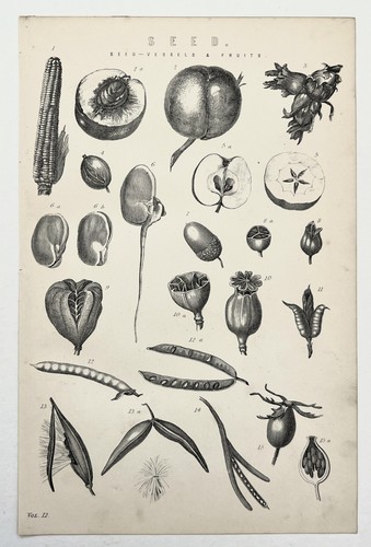 Seeds botanical 1880s - botanical,