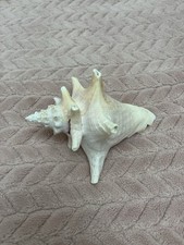 Sea Shell from Rep Of Dominicana