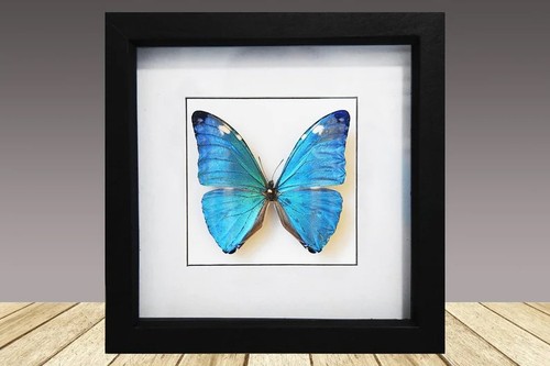 Adonis blue morpho - 🦋,