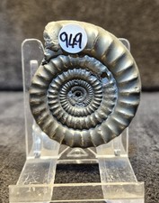 Jurassic Pyrite Ammonite