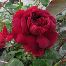 Highgrove - 5.5lt Potted Climbing Garden Rose - Deep Red - Fragrant