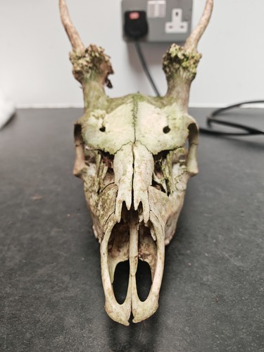 Fallow pricket skull - pricket,