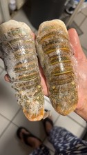 FRESH LOBSTER TAILS X 2  (1
