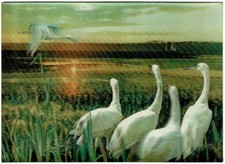 3d postcard 14.5cm X 10.5cm unused show signs of ageing on back good condition.