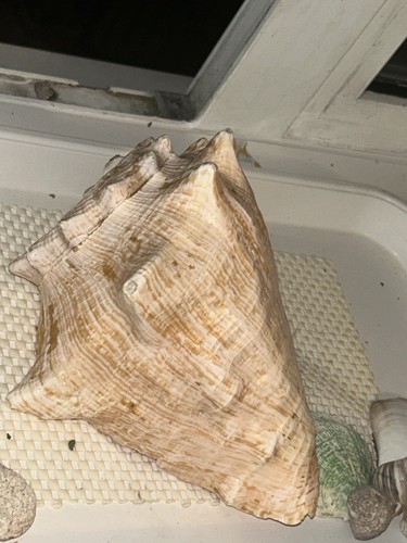 Large decorative sea shell - sea,
