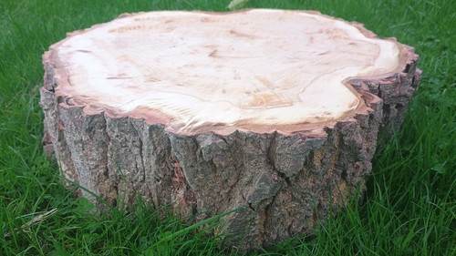 Tree log slice centerpiece