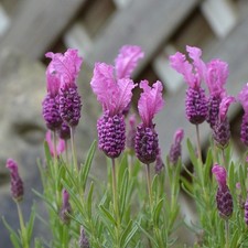 Lavender fairywings plug