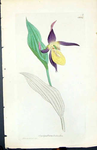 Old print cypripedium - print,