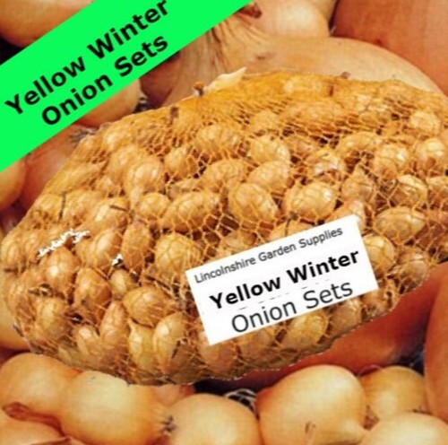 Autumn planting onion sets - planting,