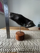 Sall shetland pony leg cut in half with removable magnetic hoof also cut