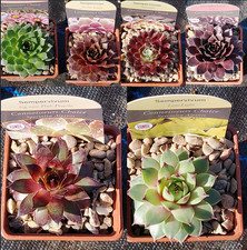 Sempervivum 'Houseleek'