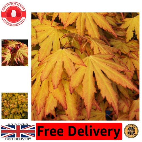 Acer palmatum orange - palmatum, dream'