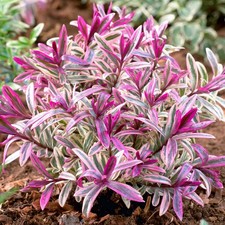 Hebe Heartbreaker | Variegated Flowering Evergreen Shrub | Outdoor Garden Plant
