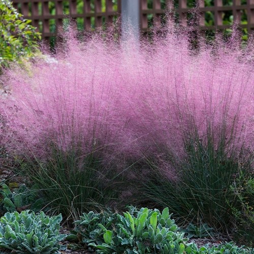 Pink muhly grass plant - pink, plugs