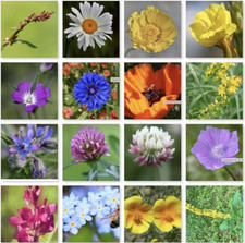 Native British Wild Flowers Seeds Meadow Wild Scented Bee 100% Pure NO Grass