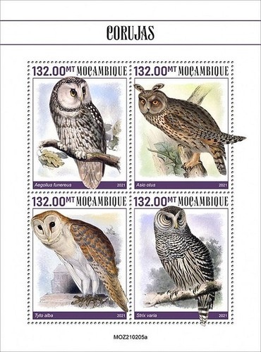 Owls birds prey - owls, birds/bird