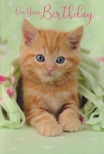 Open female male happy - open,