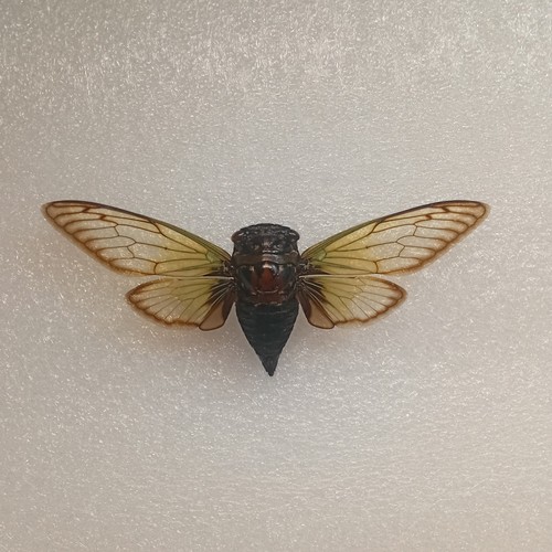 Indonesian cicada - indonesian,