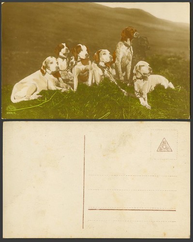 English pointers pointer dogs - pointer,