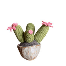 Green Succulent Plant Decor