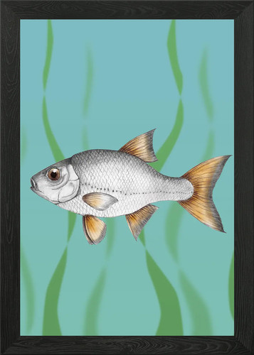 Common roach fish framed - fish, wall