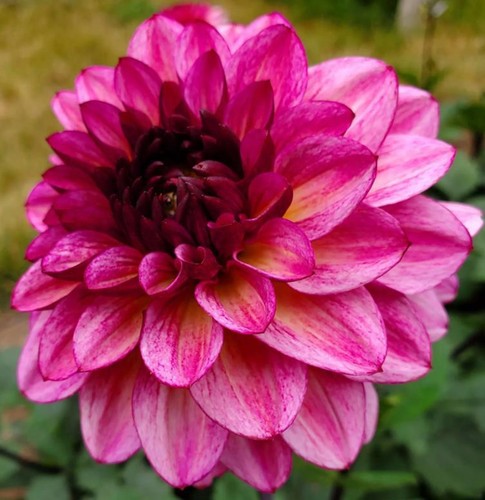 Dahlia decorative muchacha - dahlia, 'muchacha'