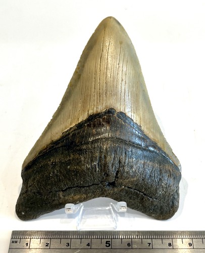 Quality megalodon shark fossil - megalodon,