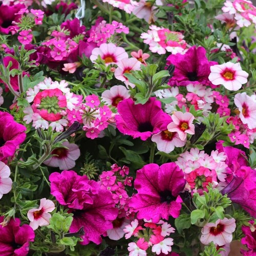 Eton mess preplanted - eton,