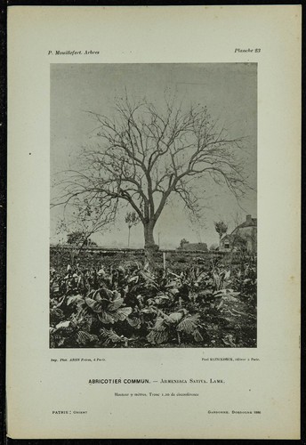 1898 common apricot tree - 1898,