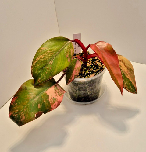 Philodendron strawberry shake - philodendron,