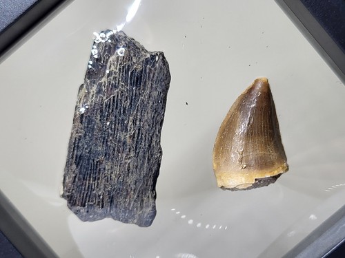 Mosasaur dinosaur fossil duo - dinosaur,