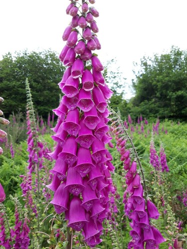 25g wild foxglove seed - seed, (huge