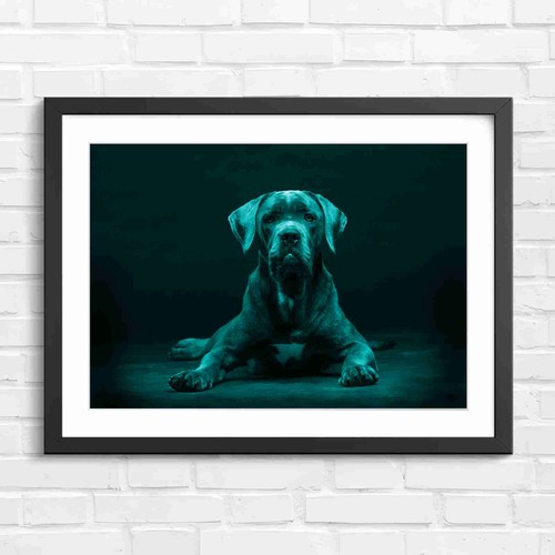 Cane corso puppy - corso,