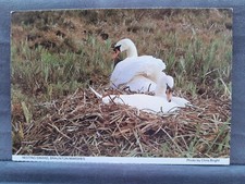 Nesting swans Braunton Marshes 24517