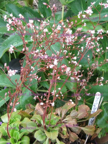 Saxifraga london pride - saxifraga, hardy