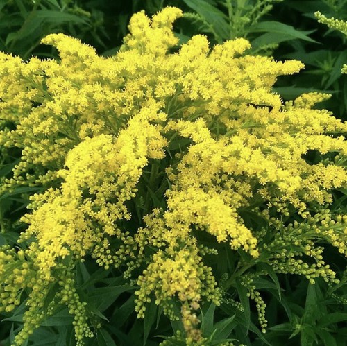 Large solidago - large, rod)